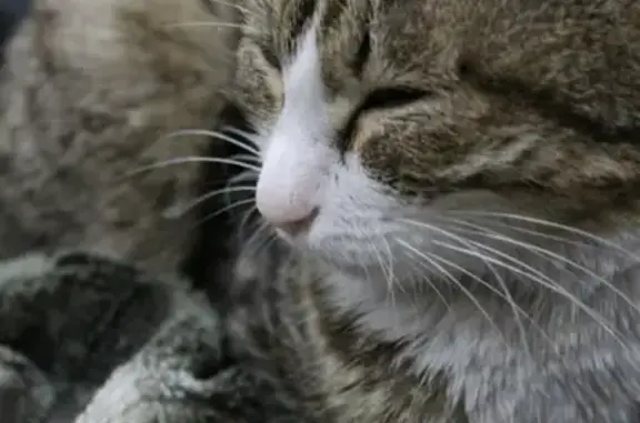 Пропала кошка Фурия в Улан-Удэ на улице Черёмушки