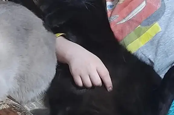 Пропала кошка Джек в Златоусте, Челябинская область