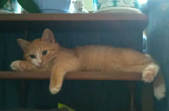 Кошки потеряшки, Набережные Челны, фото: Потеряшка рыже-белая кошка с проспекта Раиса Беляева, Набережные Челны