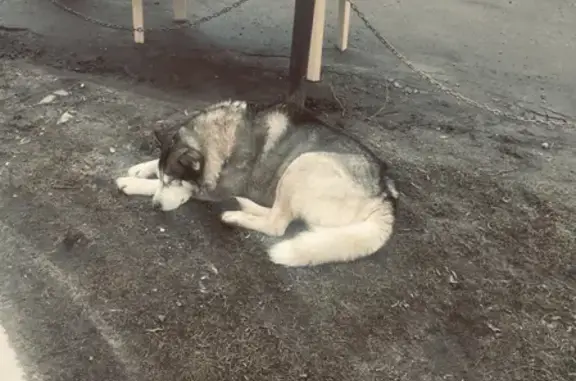 Собака Хаски найдена на платформе Зеленоградская, Московская область