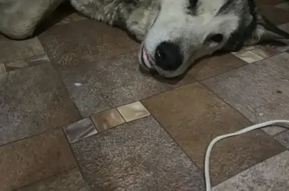 Найдена маламут-собака на Силикатной улице, Пенза