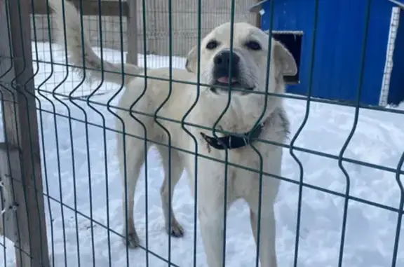 Найдена собака Мальчик в Тосненском городском поселении