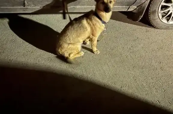 Найдена агрессивная собака на улице Карла Маркса, Курган