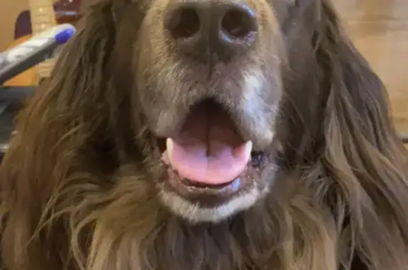 Собаки потеряшки, Санкт-Петербург, фото: Потеряшка собака на улице Седова, СПб