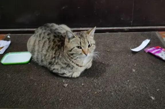 Найден котик в Барнауле, проезд 9 Мая, 6