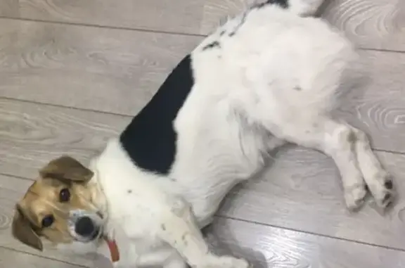 Собаки потеряшки, Санкт-Петербург, фото: Потеряшка собака на проспекте Славы, контакты для связи