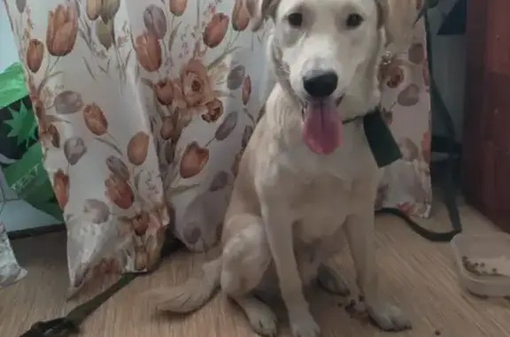 Найдена собака на Тверской, 81 в Томске