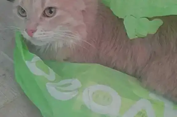 Кошки потеряшки, Санкт-Петербург, фото: Потеряшка кошка Рыжая на Байконурской улице, СПб