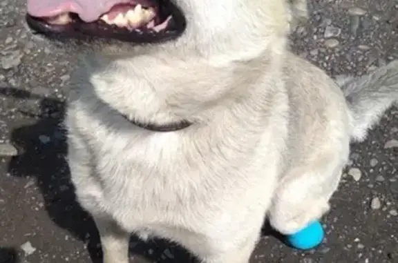 Пропала собака на Бунгурской, без лапы