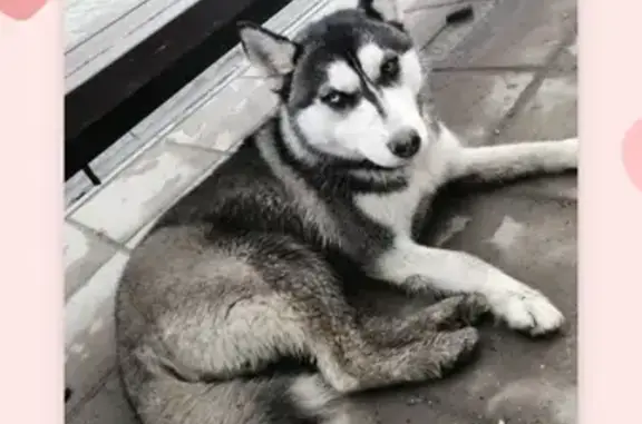 Найдена собака на ул. Советской, девочка хаски с голубым глазом