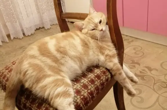 Кошки потеряшки, Набережные Челны, фото: Потеряшка кошка в Нижнесуыксинском поселении.