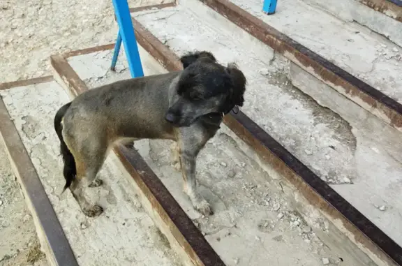 Найдена собака в Майском проезде, ждет хозяина у 3 подъезда