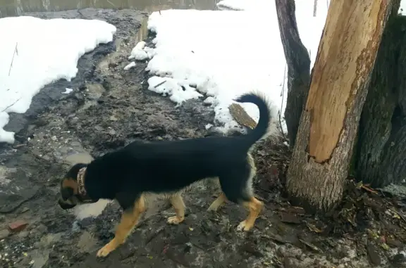 Найдена собака с ошейником в лесу между г. Времени и озером Щелоковского хутора