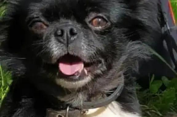 Собаки потеряшки, Санкт-Петербург, фото: Потеряшка собака на улице Матроса Железняка