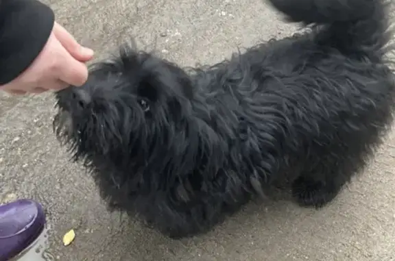 Найдена черная собака в Игумново, ждем хозяев