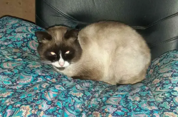 Найден сиамский кот на улице Катаева, Сыктывкар