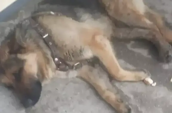 Пропала собака чепрачного окраса на Парковом проспекте, Пермь