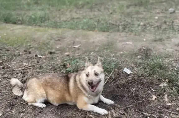 Пропала собака на Богатырской, Воронеж