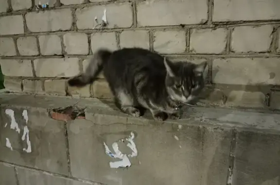 Найдена серая кошка на Октябрьской улице, Краснодар