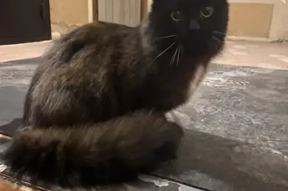 Найдена черная кошка на улице Тимирязева, 47