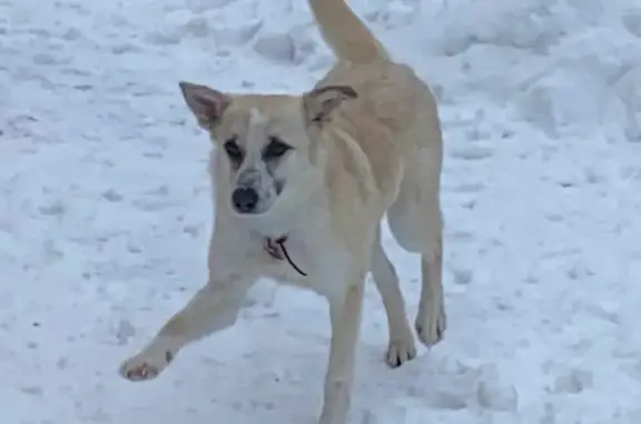 Пропала собака в Вербилках, вознаграждение за находку