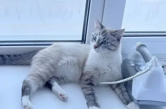 Найдена красивая кошка на ул. Рыбников, 6Б