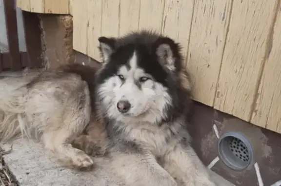 Собака найдена на дороге к Мальцево, ищем хозяина 🐶🔍 (Мальцево, Татарстан)