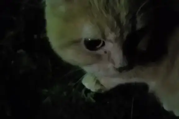 Найдена персиковая кошка на пр. Сельмаш