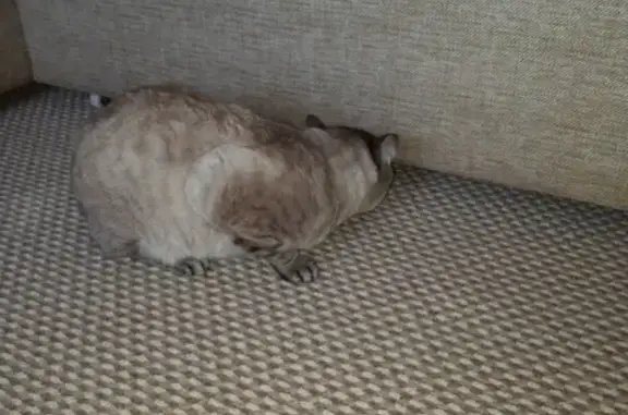 Найден серый кот с разбитой мордой в Ангарске