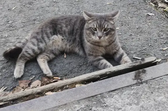 Найдена кошка Кот на улице Щербакова, 5 к4, Екатеринбург