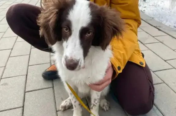 Найдена собака возле метро Бунинская аллея, адрес на Черневской улице