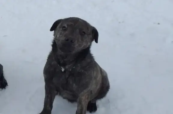 Пропала собака в Новой Ивановке, Пермский край