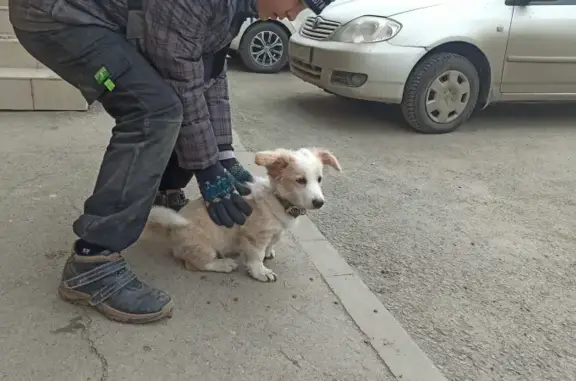 Собака найдена на ул. Суворова, 17А в Томске