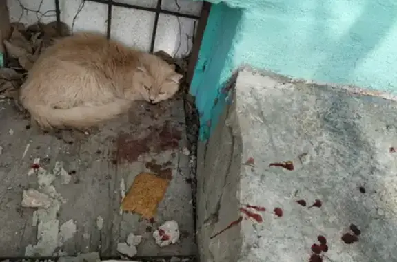 Травмированный кот нуждается в помощи на ул. Горького, Тольятти