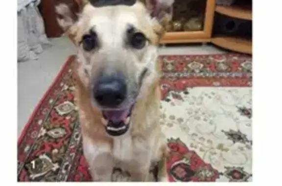 Собака найдена в Верх-Туле, Новосибирская обл.