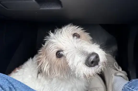 Собака Мальчик найдена на Таракановском шоссе.