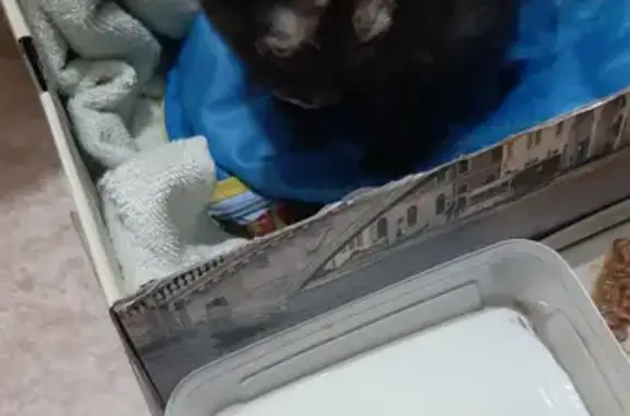 Найдена кошка в Якутске