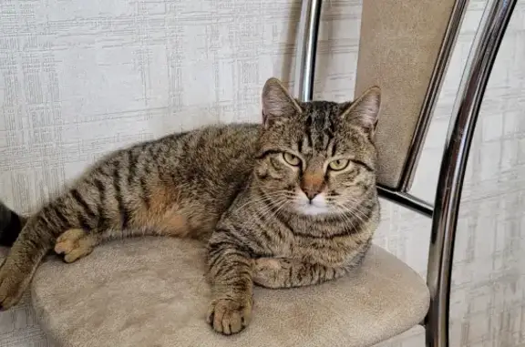 Красивый котик ищет новый дом на Наугорском шоссе 96