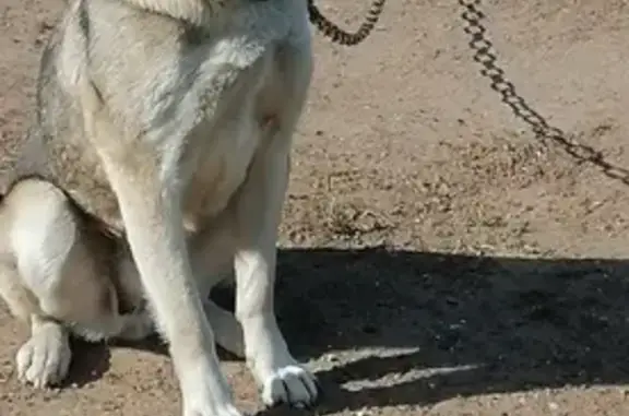 Пропала собака Лайка в Белой Холунице, Кировская область.
