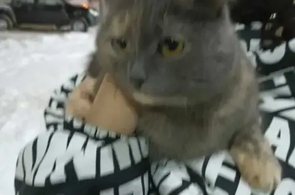 Кошки потеряшки, Киров, фото: Потеряшка кошка в районе 60 школы, ул. Конева, зеленый ошейник.