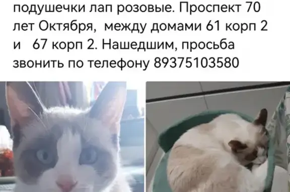 Пропала кошка Девочка в Саранске