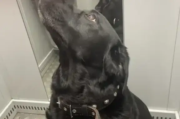 Объявления о пропавших и найденных животных, Санкт-Петербург, фото: Найдена собака Лабрадор возле Парка Победы и Библиотеки, Московский проспект 165.