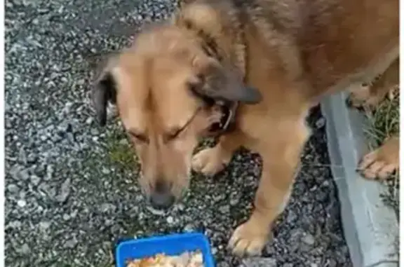 Собака Мальчик найдена на Таракановском шоссе, Вертлино