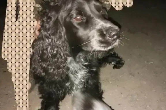 Пропала собака на Набережной, Большое Чаусово