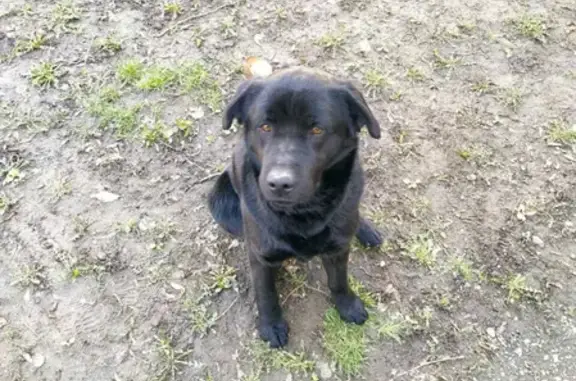 Найдена собака на пр. Королёва, Ростов-на-Дону