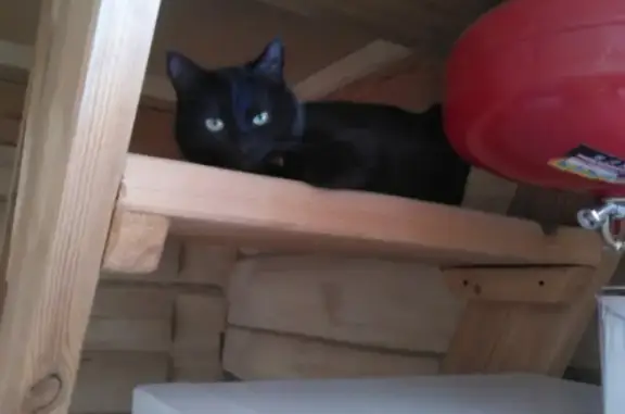 Найдена черно-белая кошка на пр. Химиков, 34