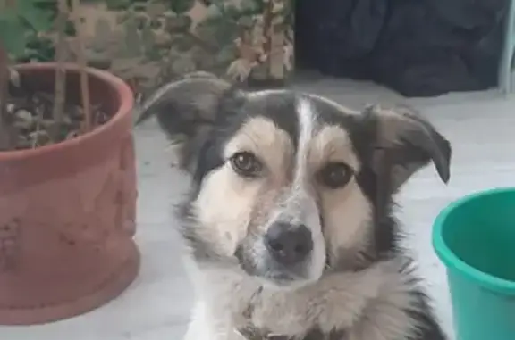 Найдена худая собака с клещом на улице Дуки, Брянск