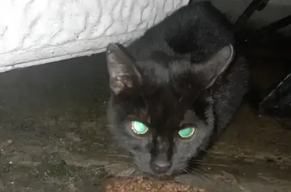 Найден ласковый черный котик на ул. Нормандия-Неман, 7