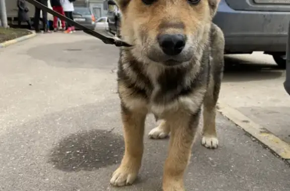 Найден щенок без ошейника на ул. Богданова, Москва