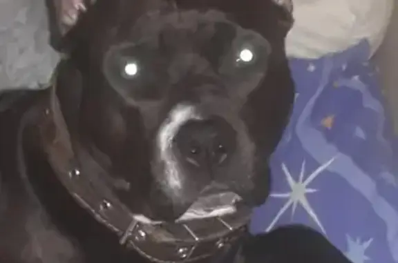 Собаки потеряшки, Нижний Новгород, фото: Потеряшка собака Берта на ул. Крылова 12, Н. Новгород